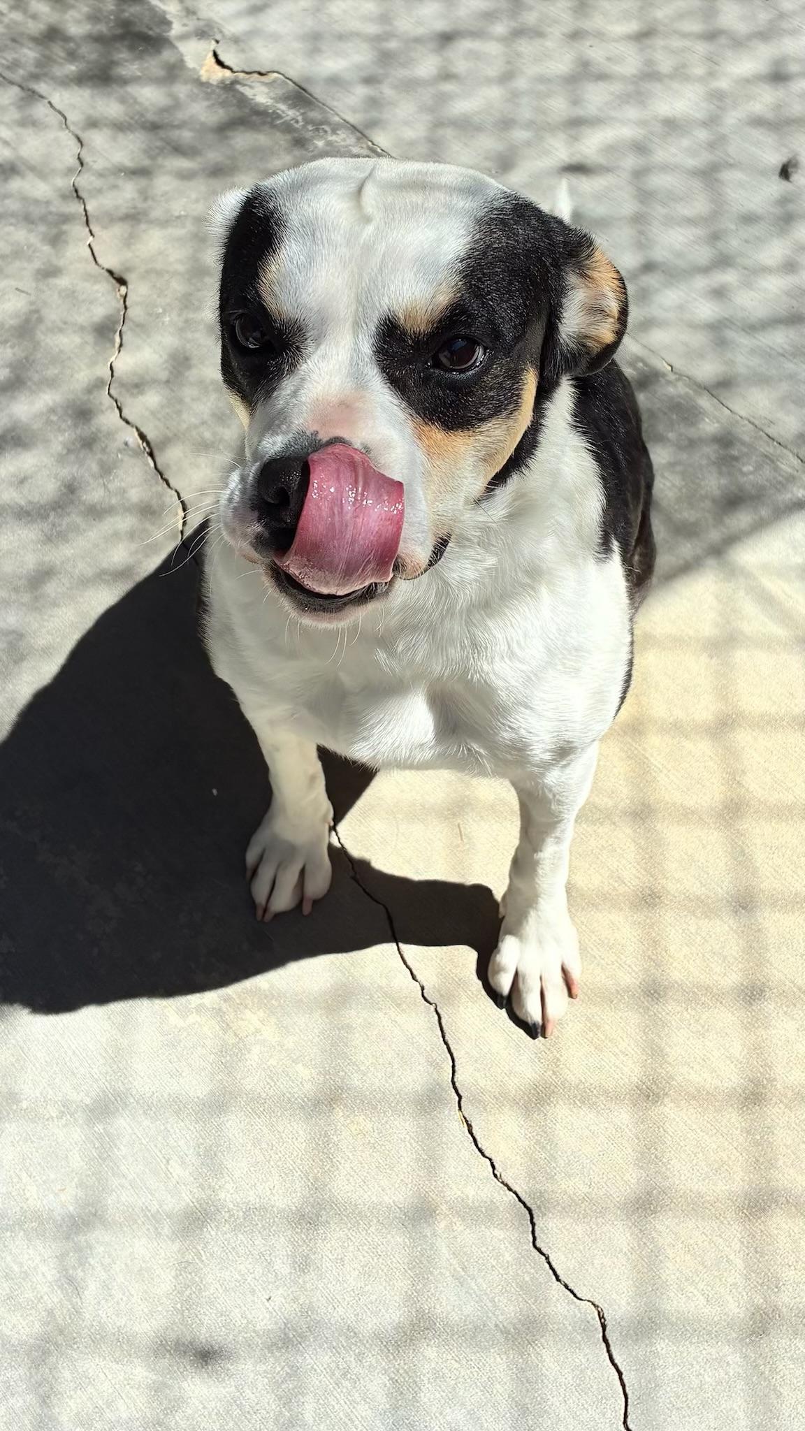 Enlarge LANA DEL REY, a ADOPTABLE mixed breed in Joshua Tree, CA image 4/6