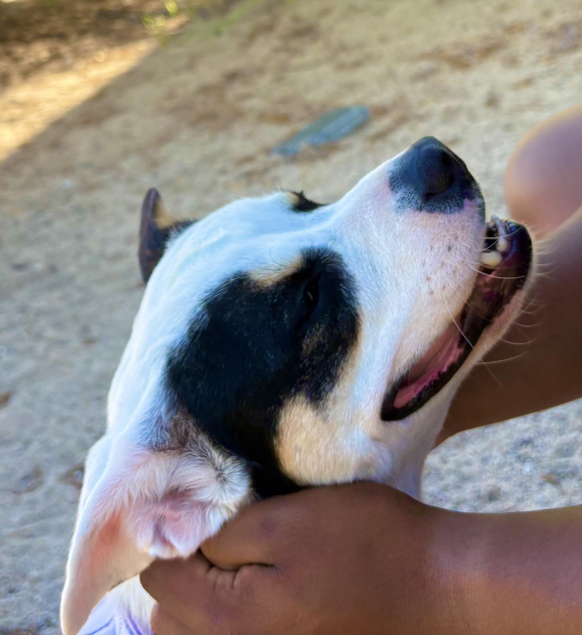 Enlarge LANA DEL REY, a ADOPTABLE mixed breed in Joshua Tree, CA image 5/6