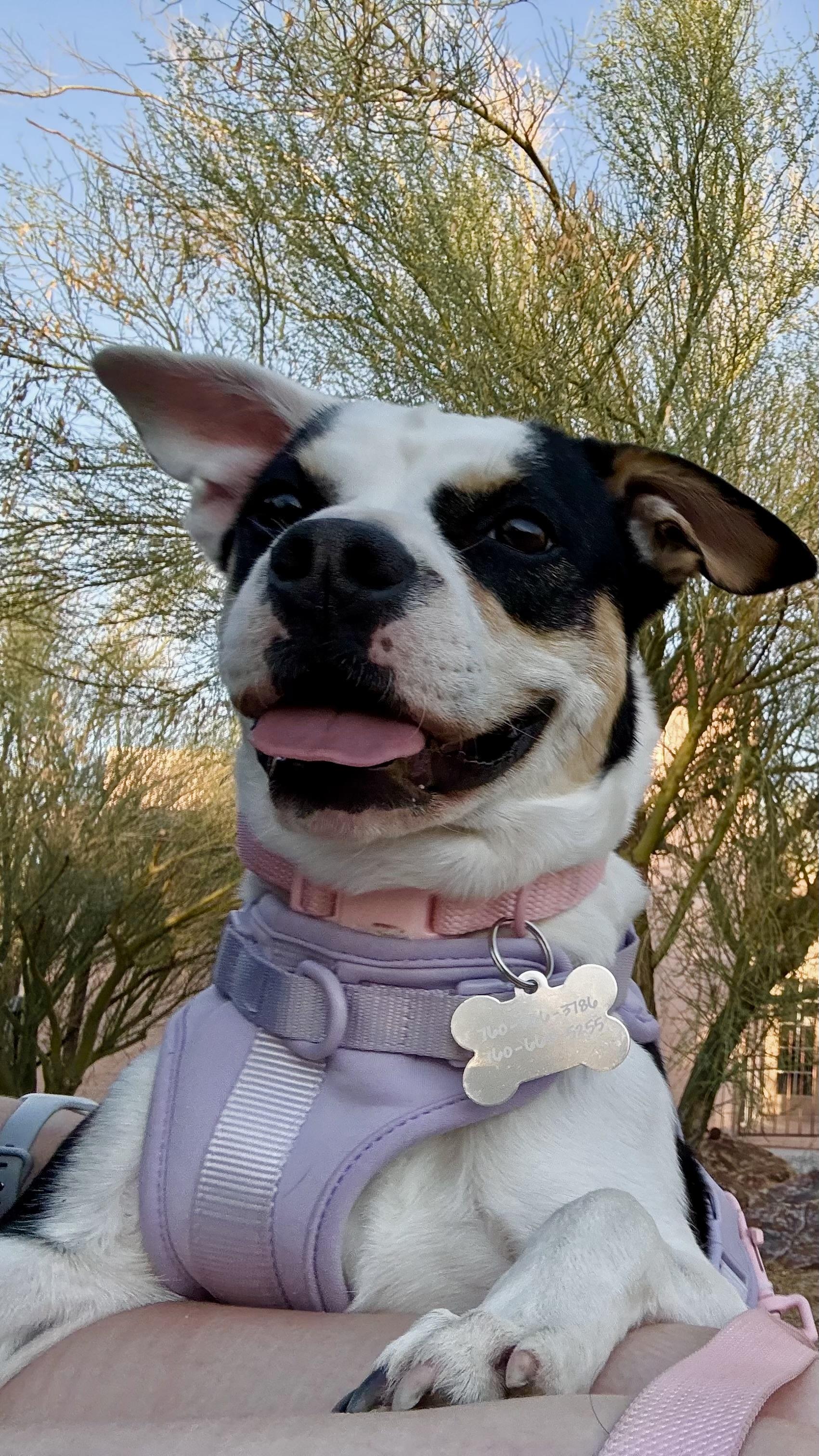 LANA DEL REY, ADOPTABLE, Young Female Jack Russell Terrier & Beagle.