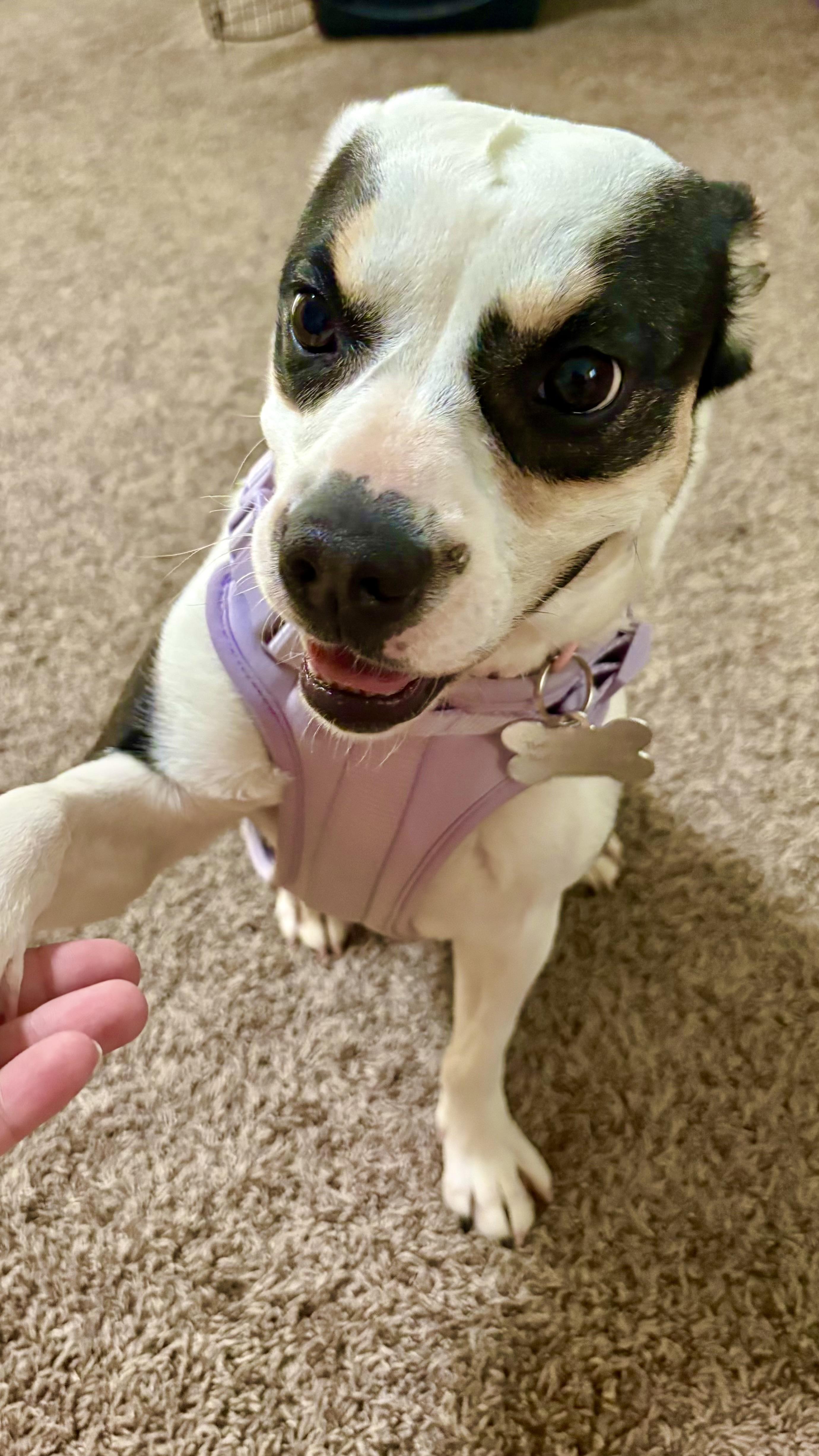 Enlarge LANA DEL REY, a Adoptable mixed breed in Joshua Tree, CA image 6/6