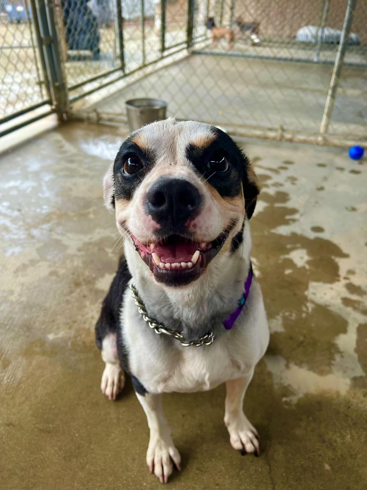 Enlarge LANA DEL REY, a ADOPTABLE mixed breed in Joshua Tree, CA image 2/6