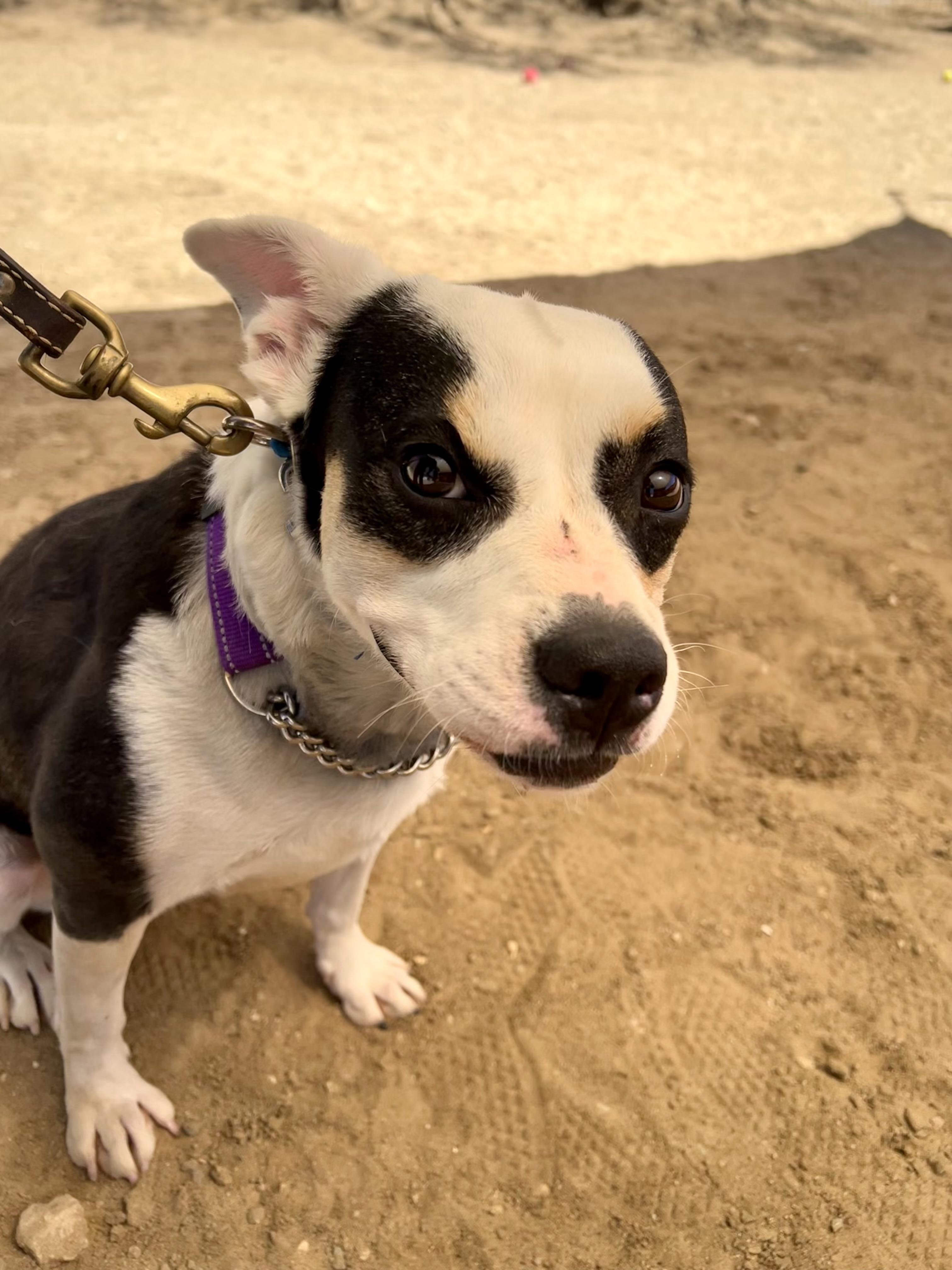 Enlarge LANA DEL REY, a ADOPTABLE mixed breed in Joshua Tree, CA image 3/6