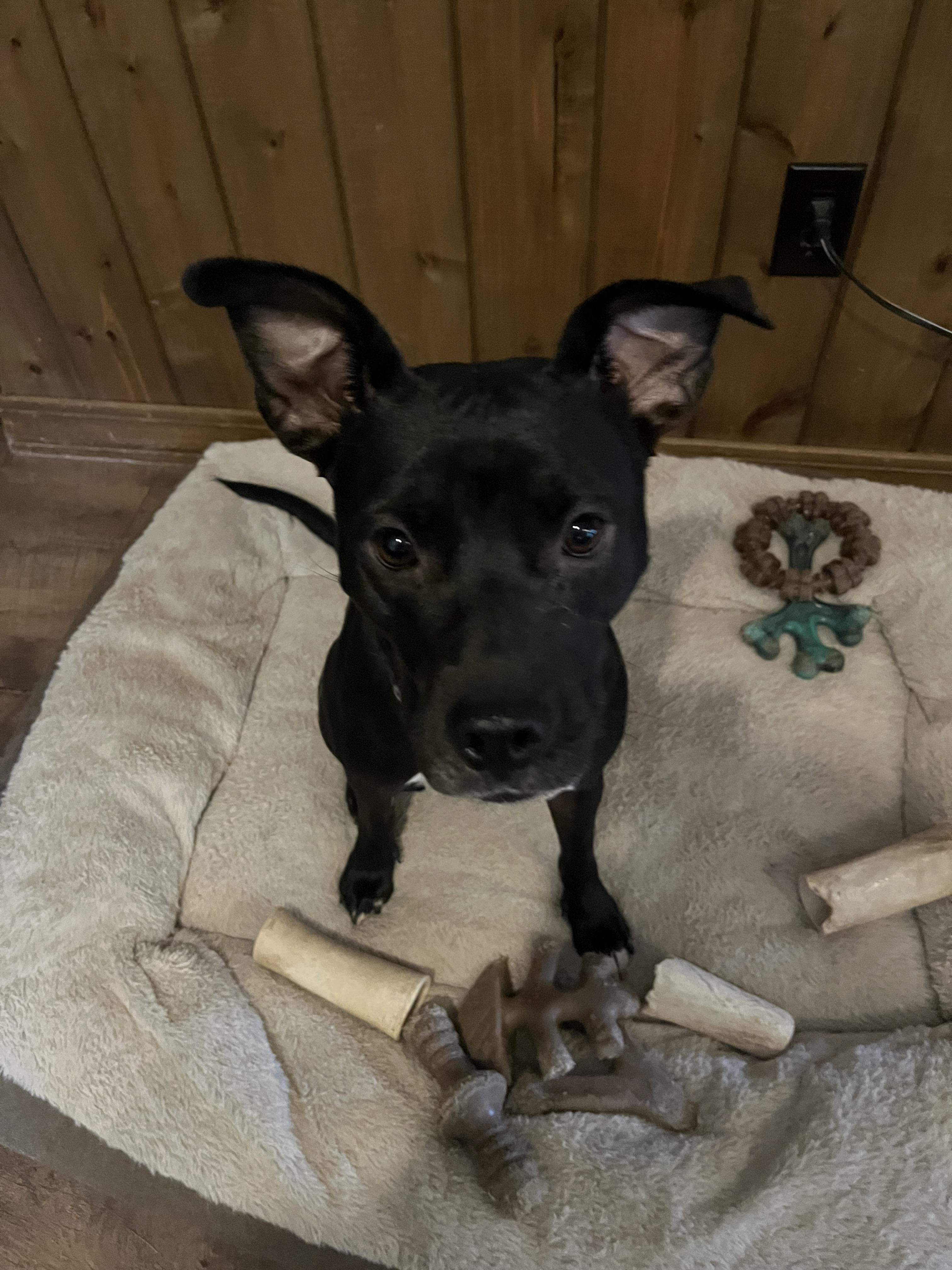Enlarge Juliet, a Adoptable Black Labrador Retriever in Elizabeth, CO image 2/5