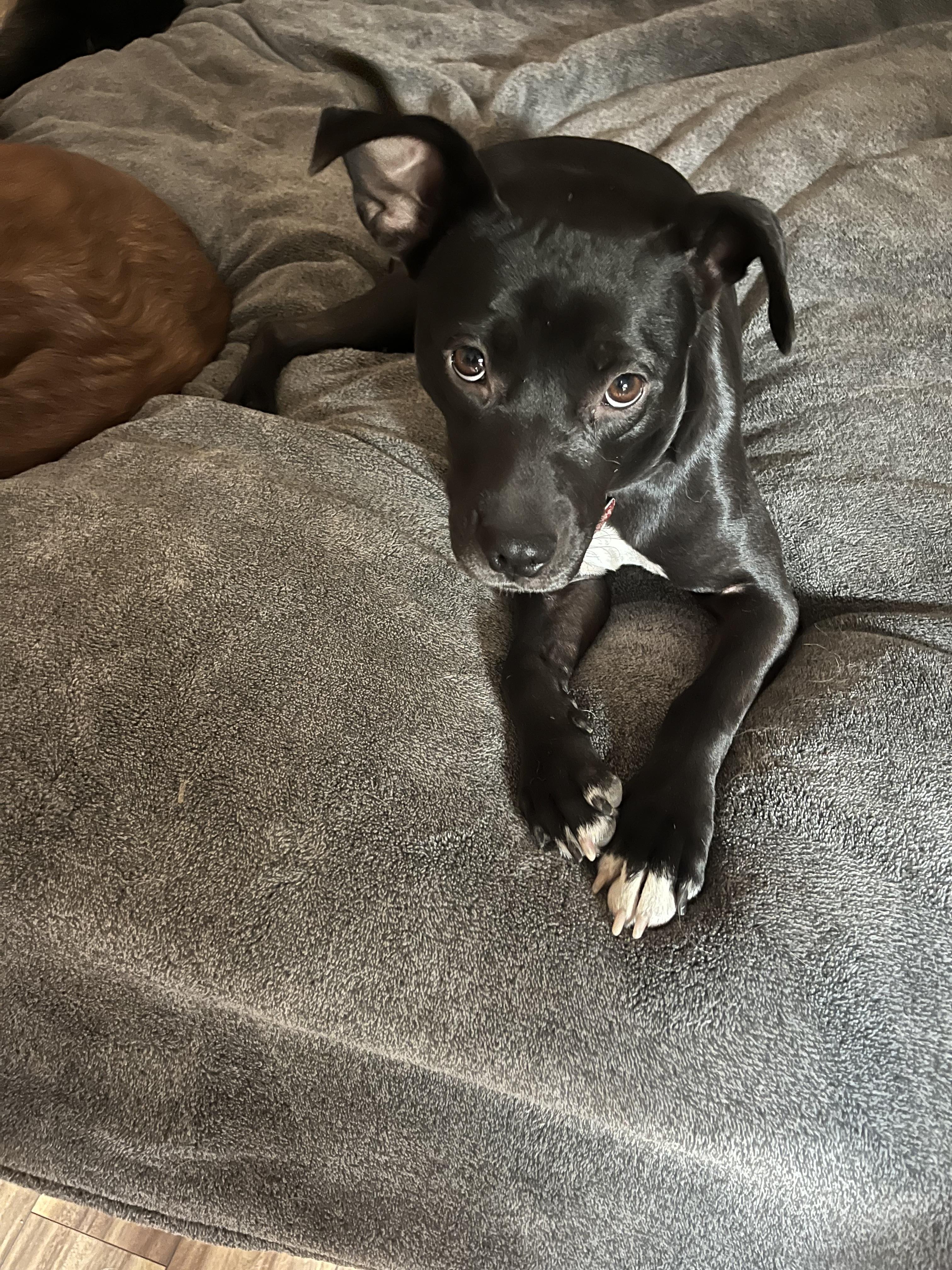 Enlarge Juliet, a Adoptable Black Labrador Retriever in Elizabeth, CO image 3/5