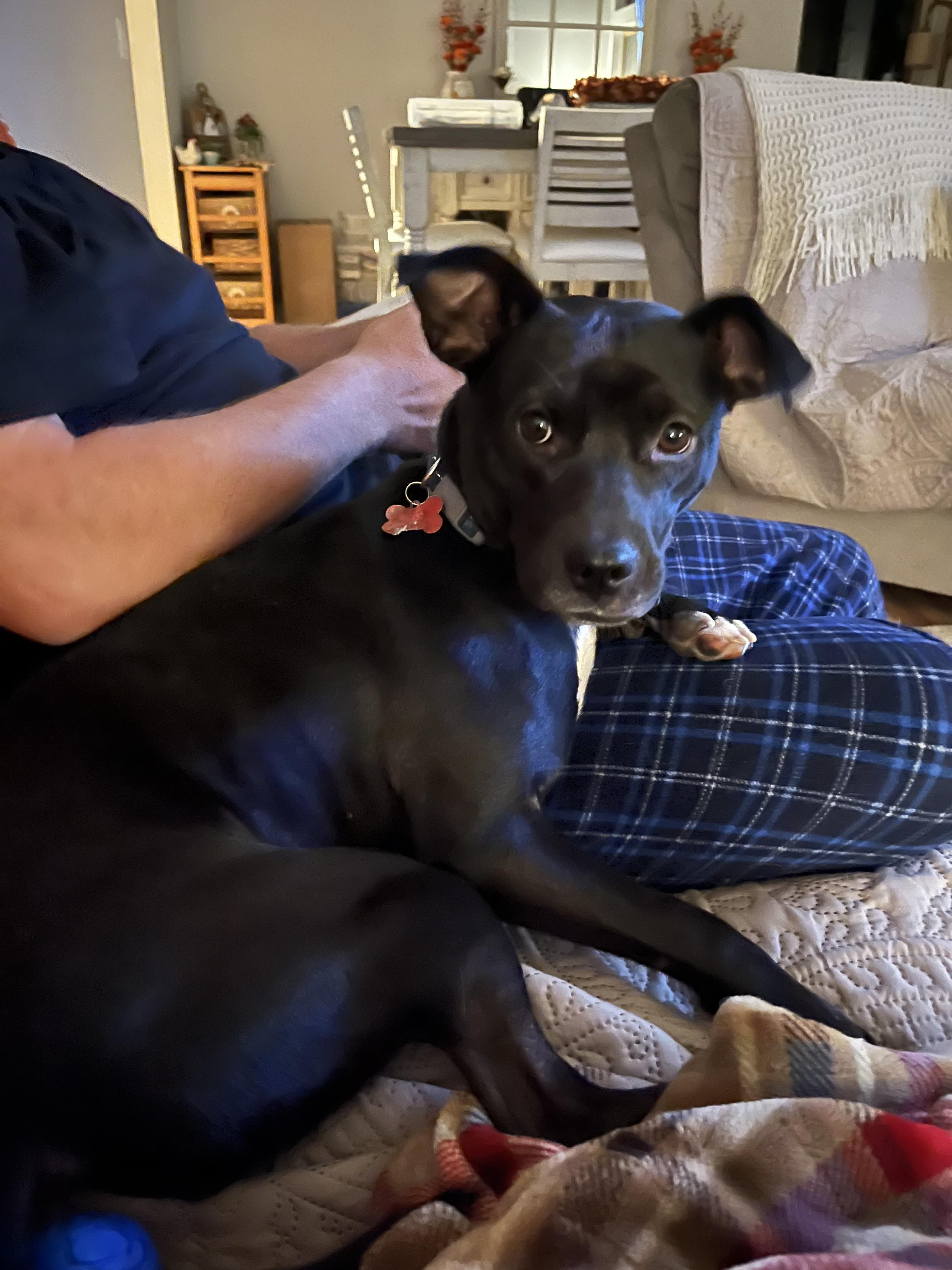 Enlarge Juliet, a Adoptable Black Labrador Retriever in Elizabeth, CO image 4/5