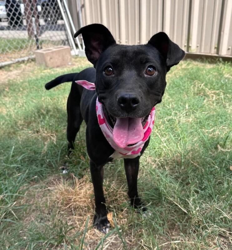 Enlarge Juliet, a Adoptable Black Labrador Retriever in Elizabeth, CO image 5/5