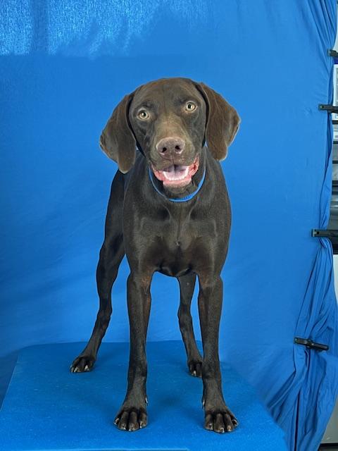 Enlarge Boudin #2, a Adoptable mixed breed in Killingworth, CT image 1/6