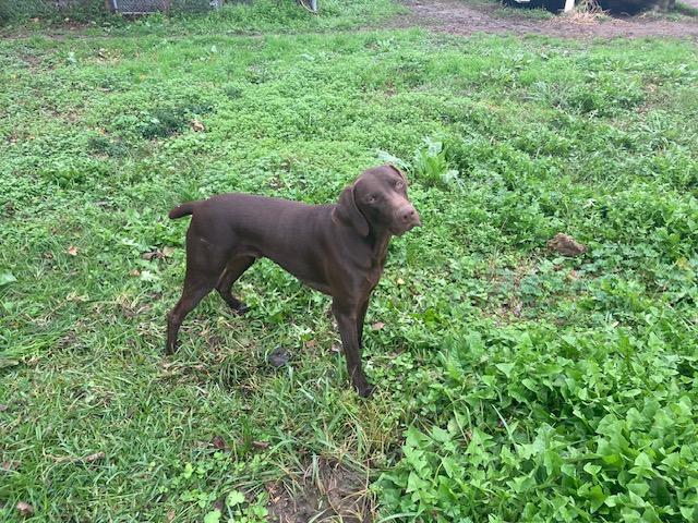 Enlarge Boudin #2, a Adoptable mixed breed in Killingworth, CT image 6/6