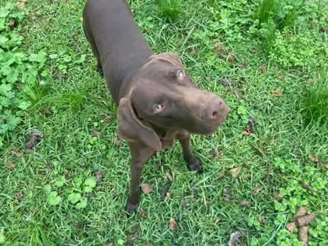 Enlarge Boudin #2, a Adoptable mixed breed in Killingworth, CT image 5/6