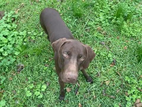 Enlarge Boudin #2, a Adoptable mixed breed in Killingworth, CT image 4/6
