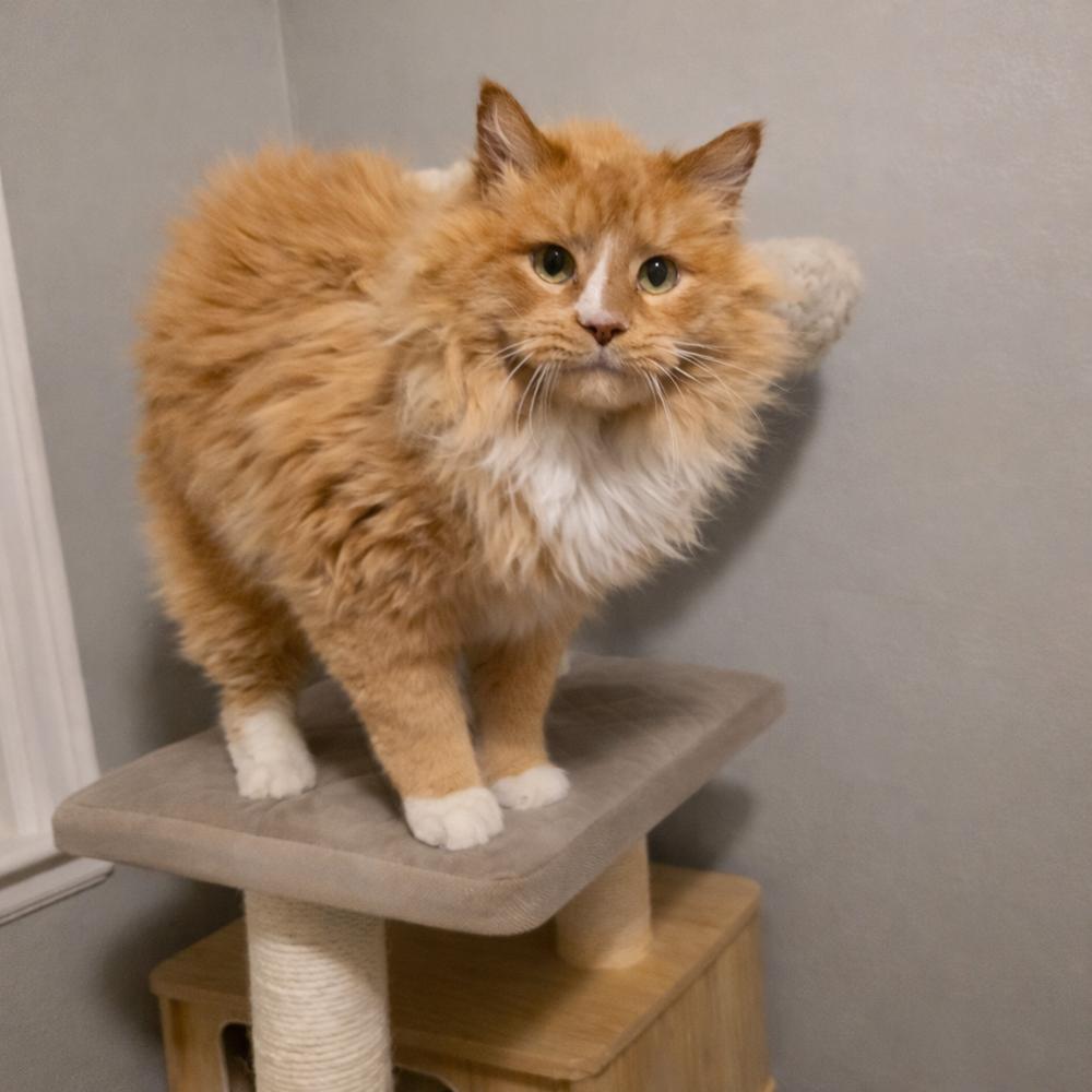 Boots, Adoptable, Senior Male Domestic Long Hair & Maine Coon.