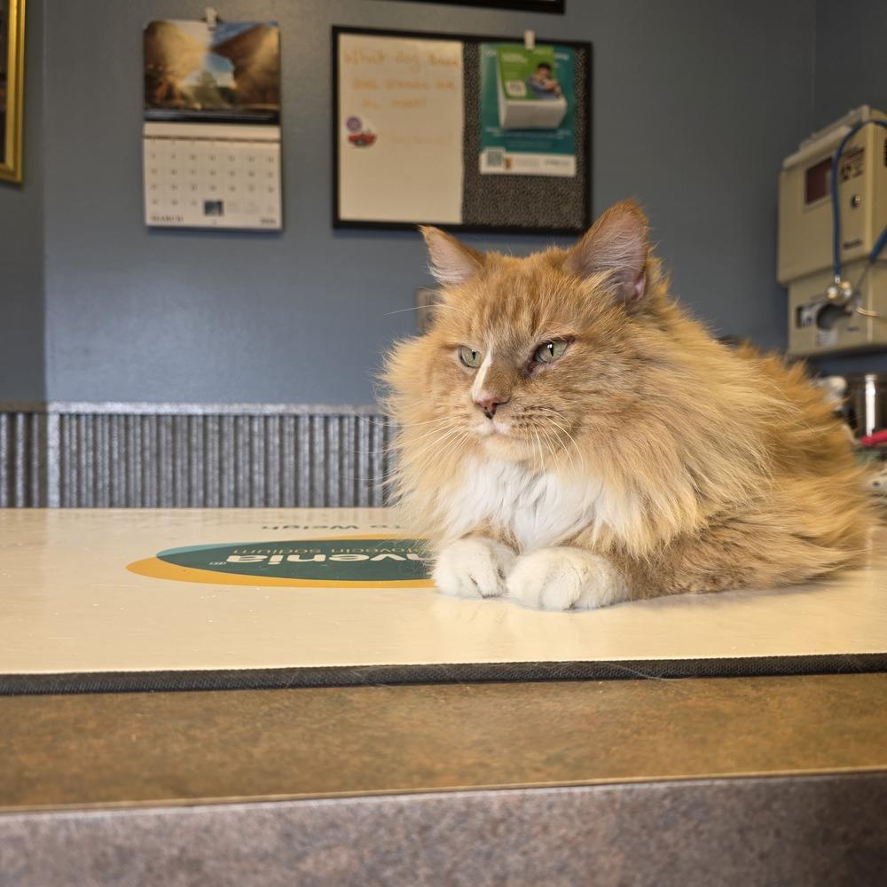Boots, Adoptable, Senior Male Domestic Long Hair & Maine Coon.