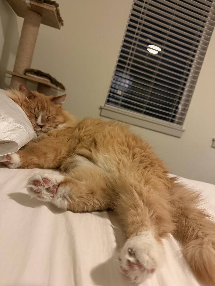 Enlarge Boots, a Adoptable mixed breed in Evergreen, CO image 2/6