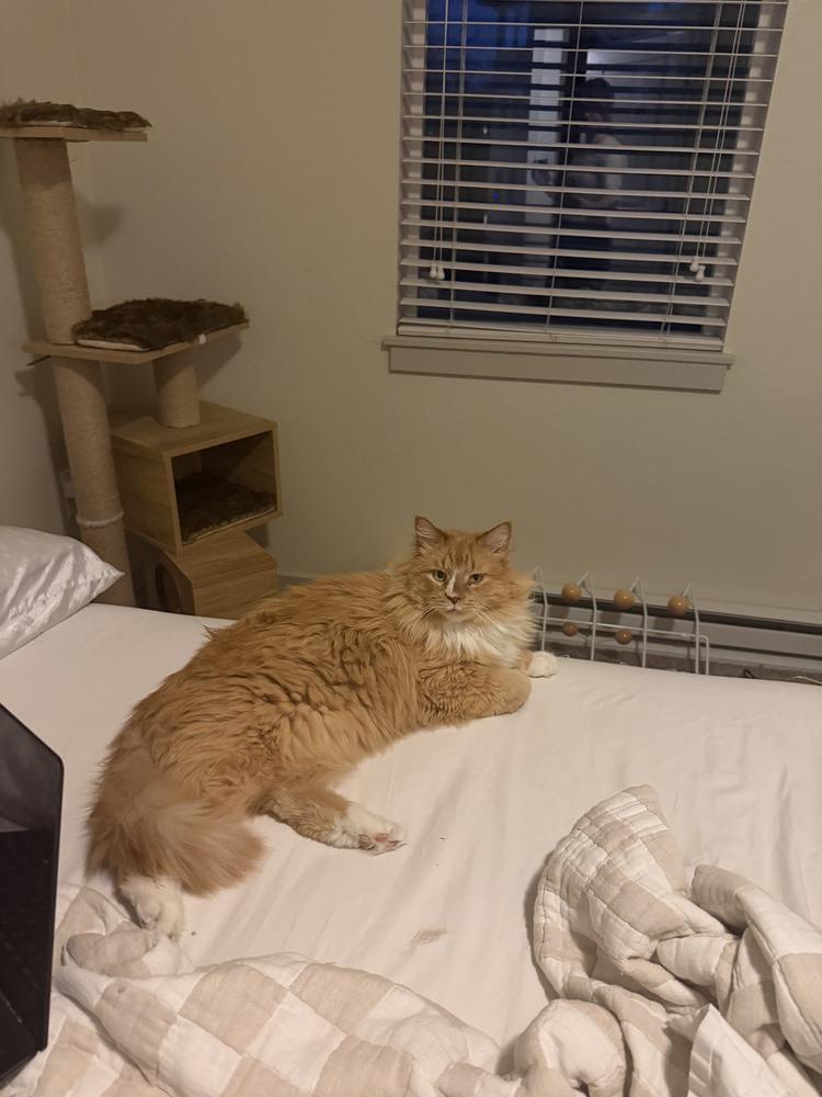 Enlarge Boots, a Adoptable mixed breed in Evergreen, CO image 3/6