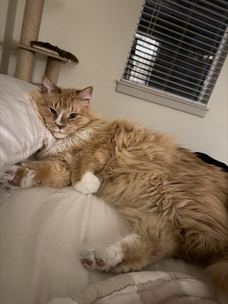 Enlarge Boots, a Adoptable mixed breed in Evergreen, CO image 4/6