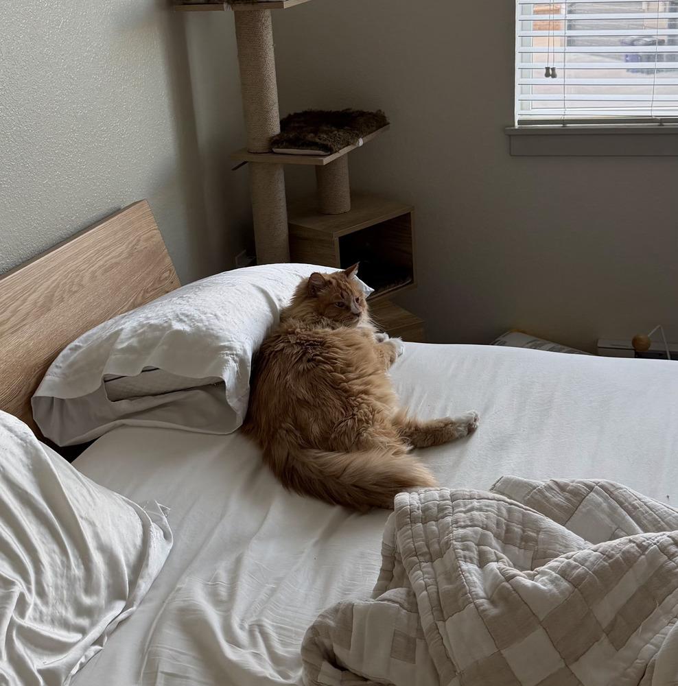 Enlarge Boots, a Adoptable mixed breed in Evergreen, CO image 5/6