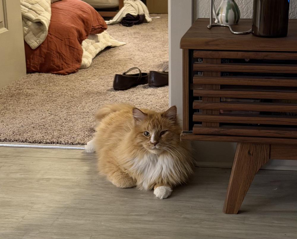 Enlarge Boots, a Adoptable mixed breed in Evergreen, CO image 6/6