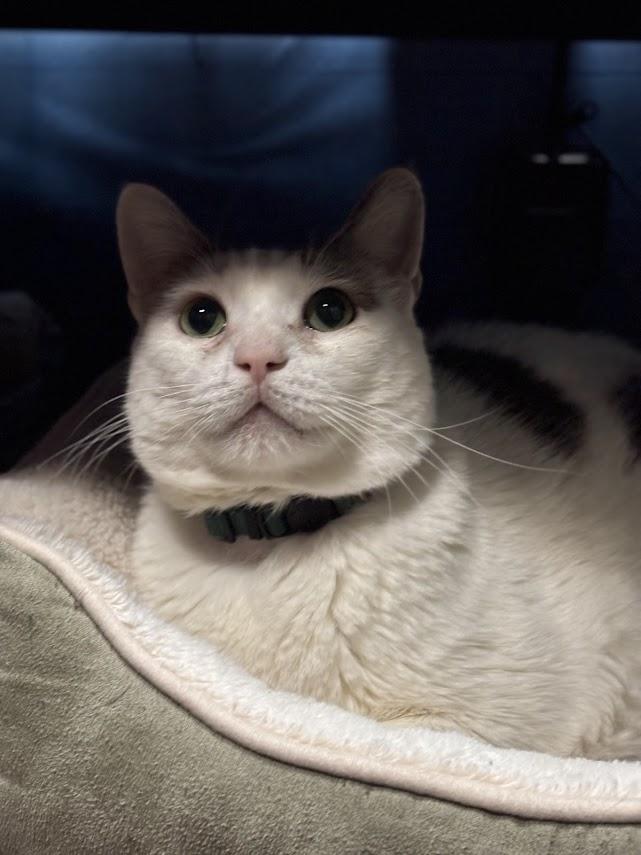 Isaiah, Adoptable, Senior Male Domestic Short Hair.