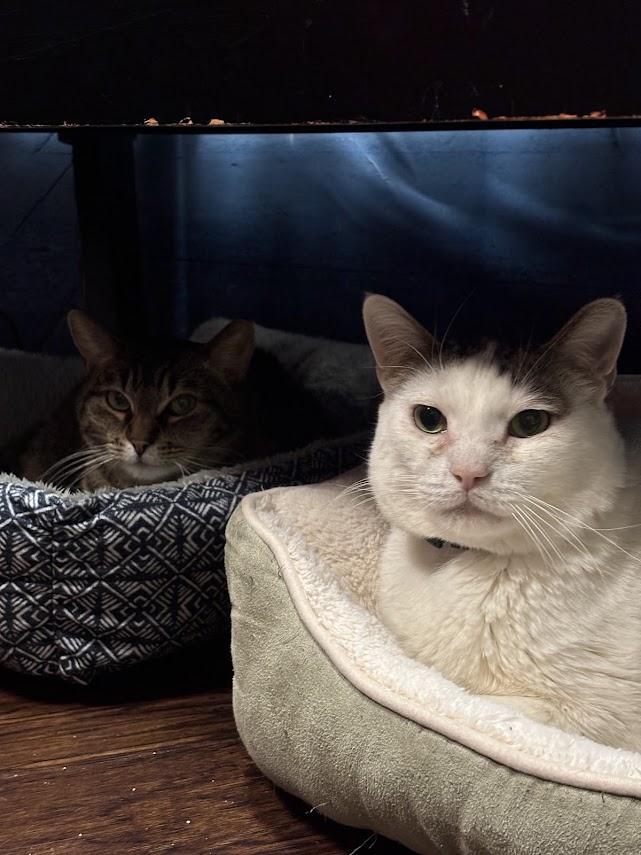 Enlarge Isaiah, a Adoptable Domestic Short Hair in The Colony, TX image 2/4