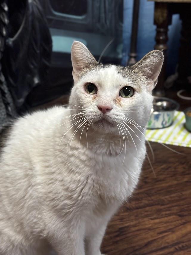 Enlarge Isaiah, a Adoptable Domestic Short Hair in The Colony, TX image 3/4