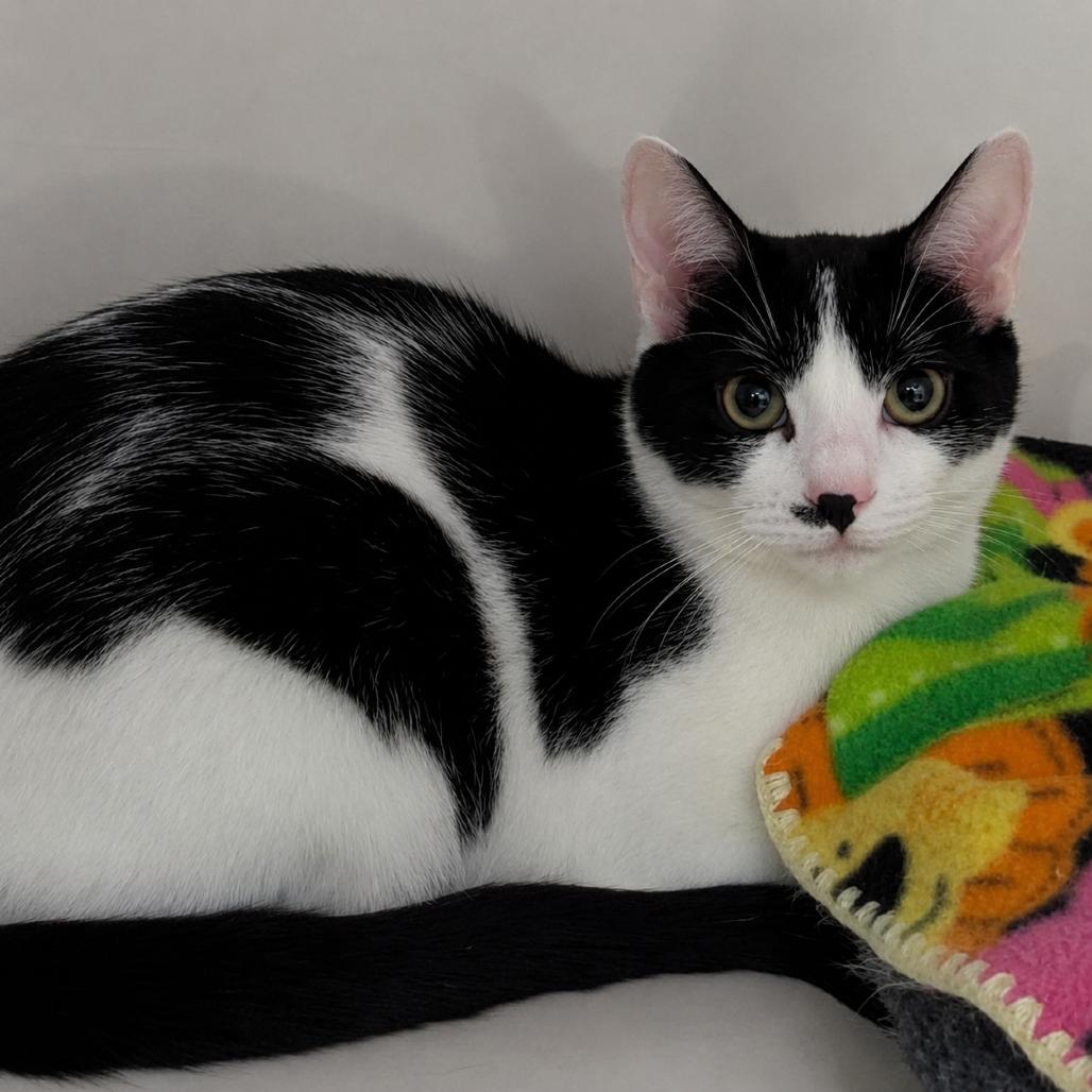 Bandit, Adoptable, Young Male Domestic Short Hair.