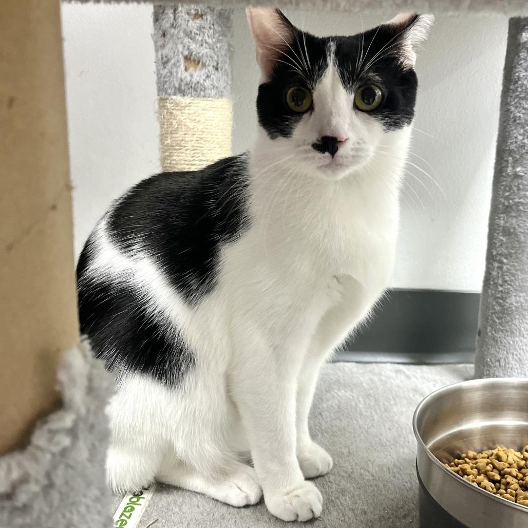 Enlarge Bandit, a Adoptable Domestic Short Hair in La Grange, KY image 2/6