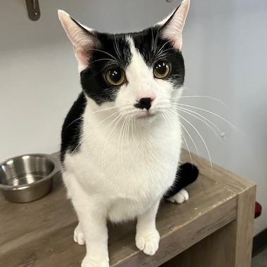 Enlarge Bandit, a Adoptable Domestic Short Hair in La Grange, KY image 3/4