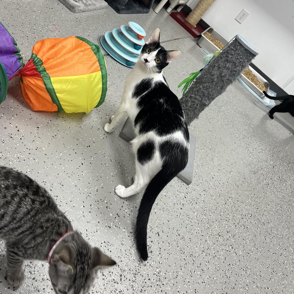 Enlarge Bandit, a Adoptable Domestic Short Hair in La Grange, KY image 4/6