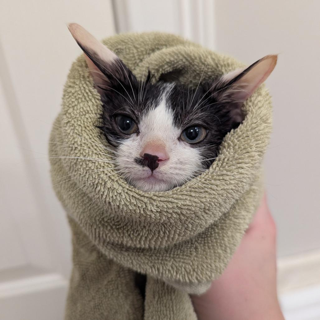 Enlarge Bandit, a Adoptable Domestic Short Hair in La Grange, KY image 4/4