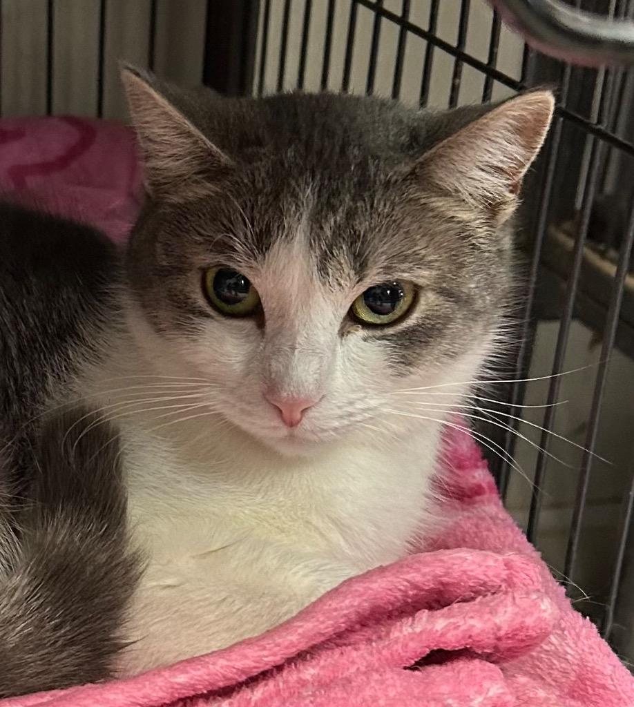Pansy, Adoptable, Adult Female Domestic Short Hair.