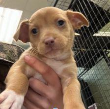 Steve, Adopted, Young Male Chihuahua.