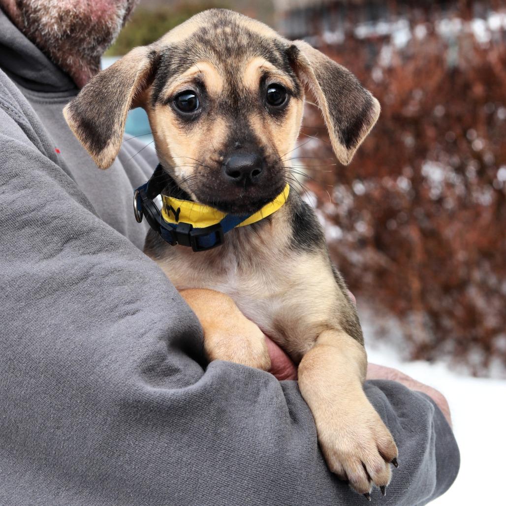 CT Trinity, Adoptable, Puppy Female Hound.