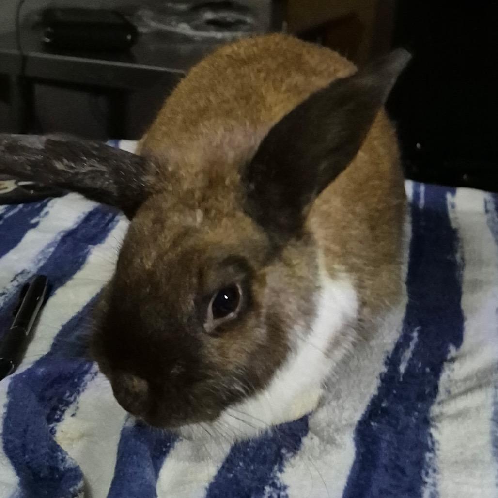 Diane, Adoptable, Senior Female Bunny Rabbit.