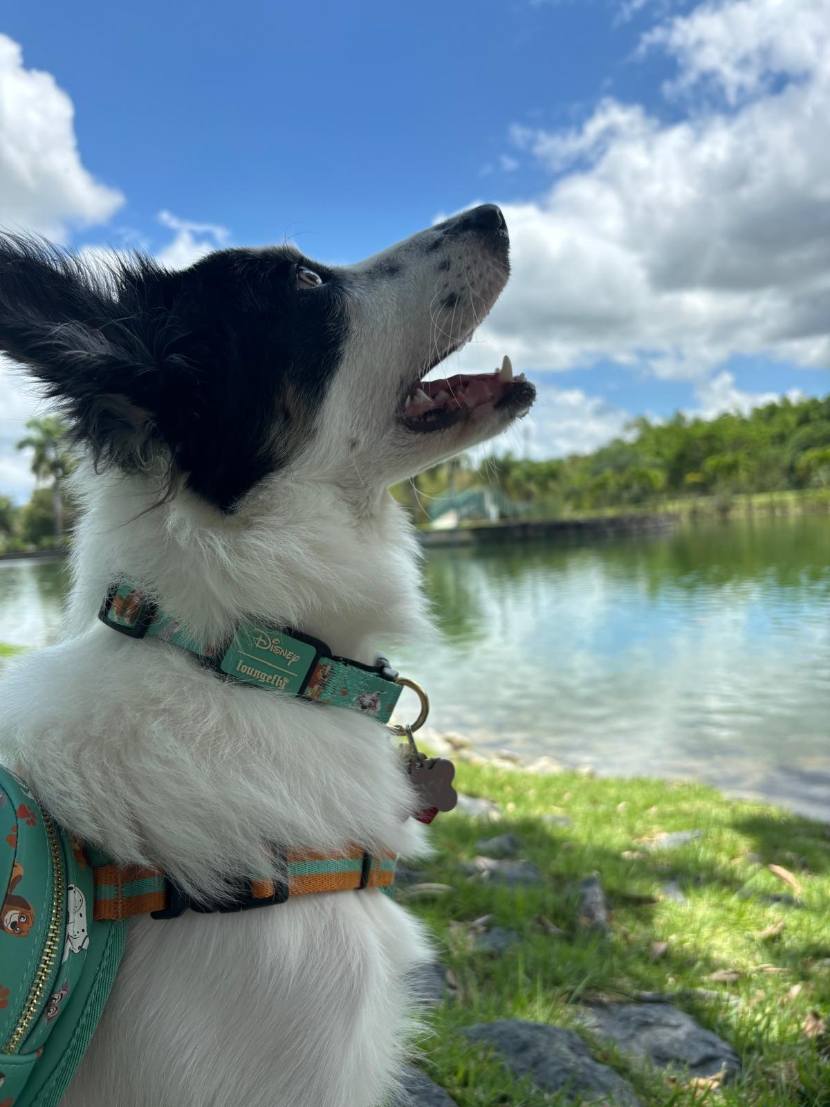 Rexy, ADOPTABLE, Adult Female Border Collie.