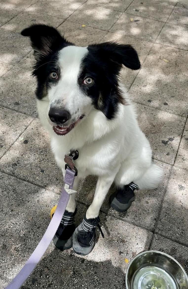 Rexy, a ADOPTABLE mixed breed in Warren, NJ image 2/2