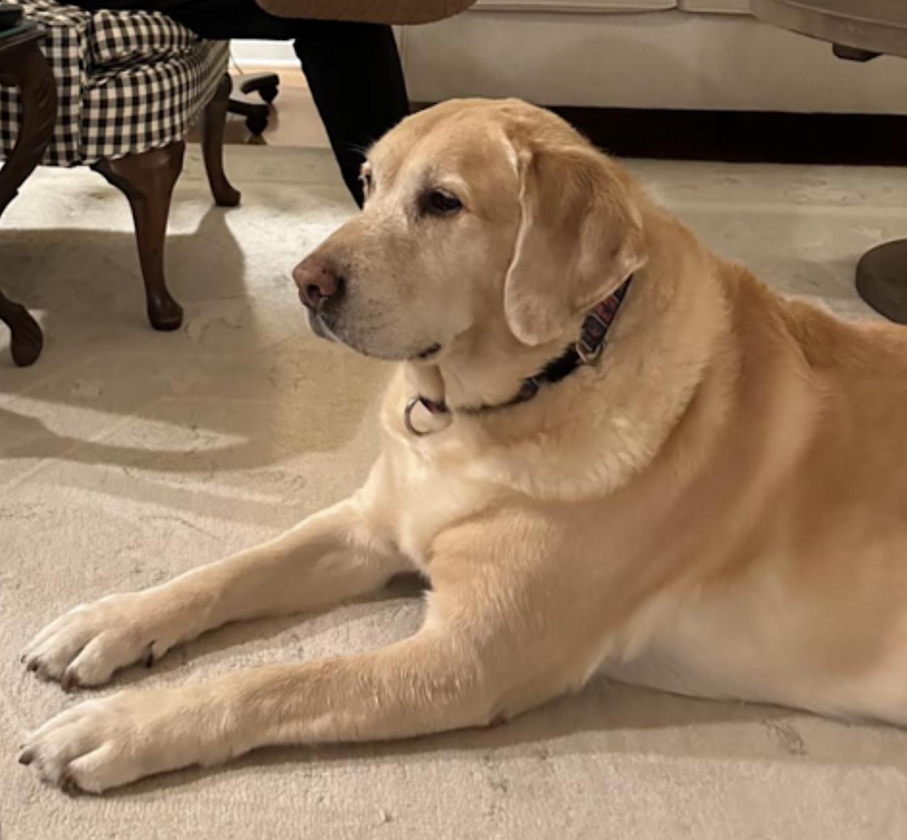 Enlarge Cooper, an adopted Labrador Retriever in Natick, MA image 4/5