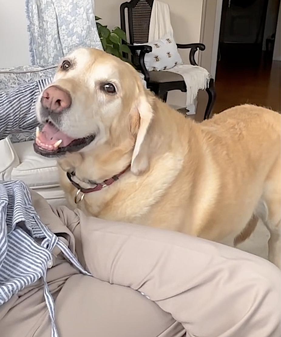 Enlarge Cooper, an adopted Labrador Retriever in Natick, MA image 2/5