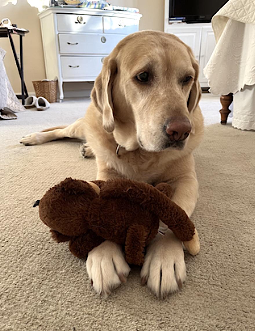 Enlarge Cooper, an adopted Labrador Retriever in Natick, MA image 5/5