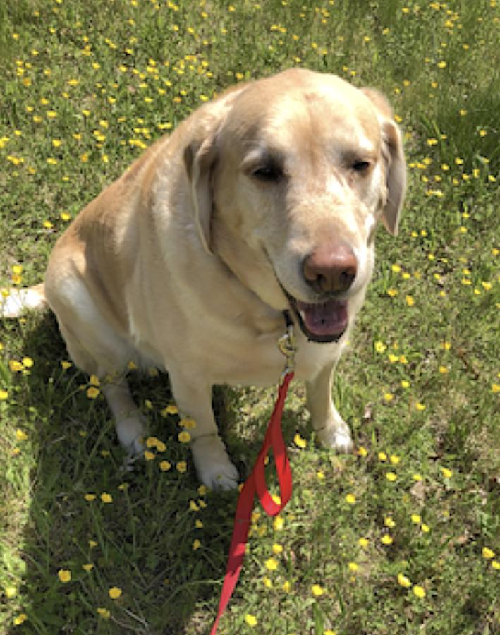 Enlarge Cooper, an adopted Labrador Retriever in Natick, MA image 3/5