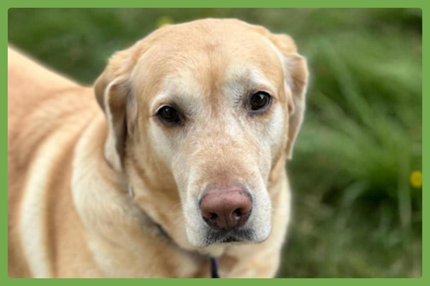 Cooper, adopted, Senior Male Labrador Retriever.