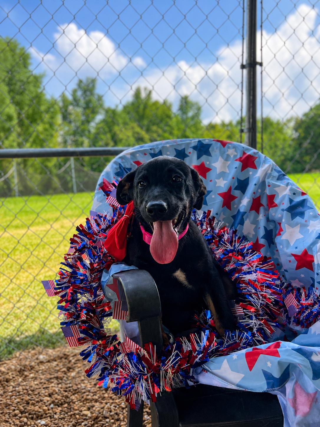 Liberty - Come Meet Me, ADOPTABLE, Puppy Female Black Labrador Retriever & Mixed Breed.
