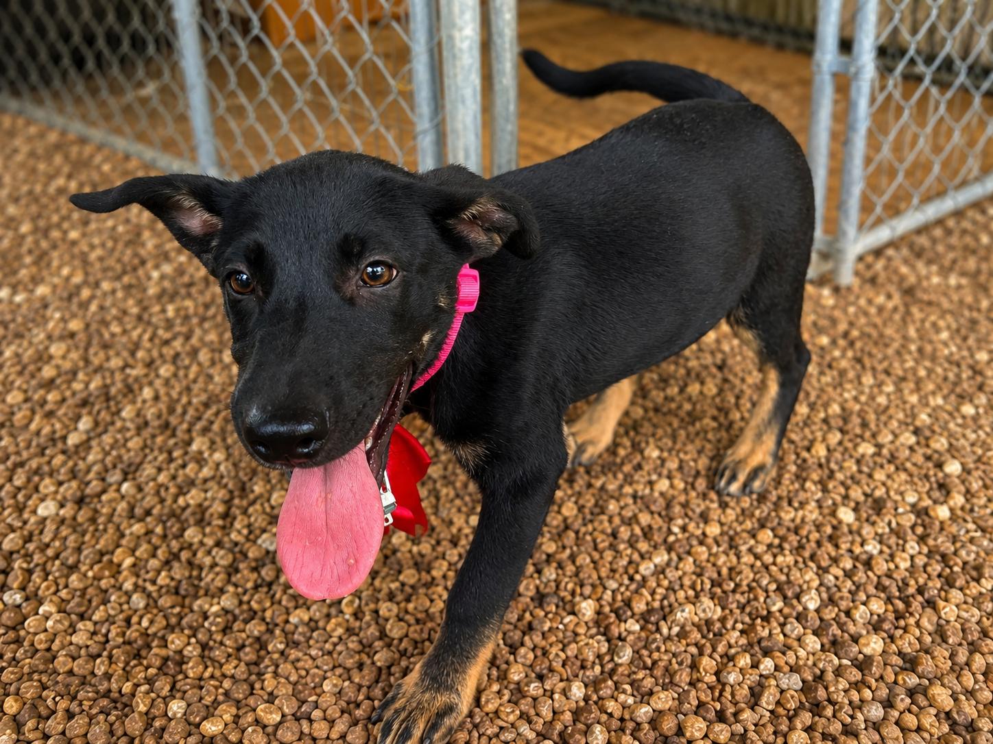 Enlarge Liberty - Come Meet Me, a Adoptable mixed breed in Medfield, MA image 2/4