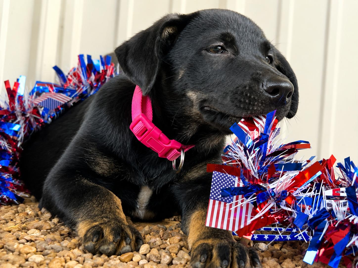 Enlarge Liberty - Come Meet Me, a Adoptable mixed breed in Medfield, MA image 3/4