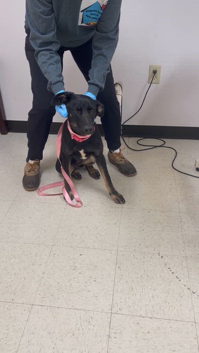 Enlarge Liberty - Come Meet Me, a Adoptable mixed breed in Medfield, MA video 4/4