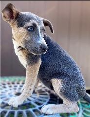 Choco Taco, Adoptable, Puppy Male Smooth Fox Terrier & Australian Cattle Dog / Blue Heeler.
