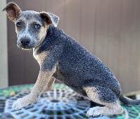 Enlarge Choco Taco, a Adoptable mixed breed in Thompson Falls, MT image 2/3