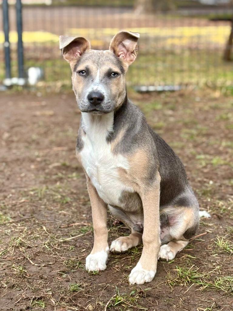 Enlarge Choco Taco, a Adoptable mixed breed in Thompson Falls, MT image 3/3