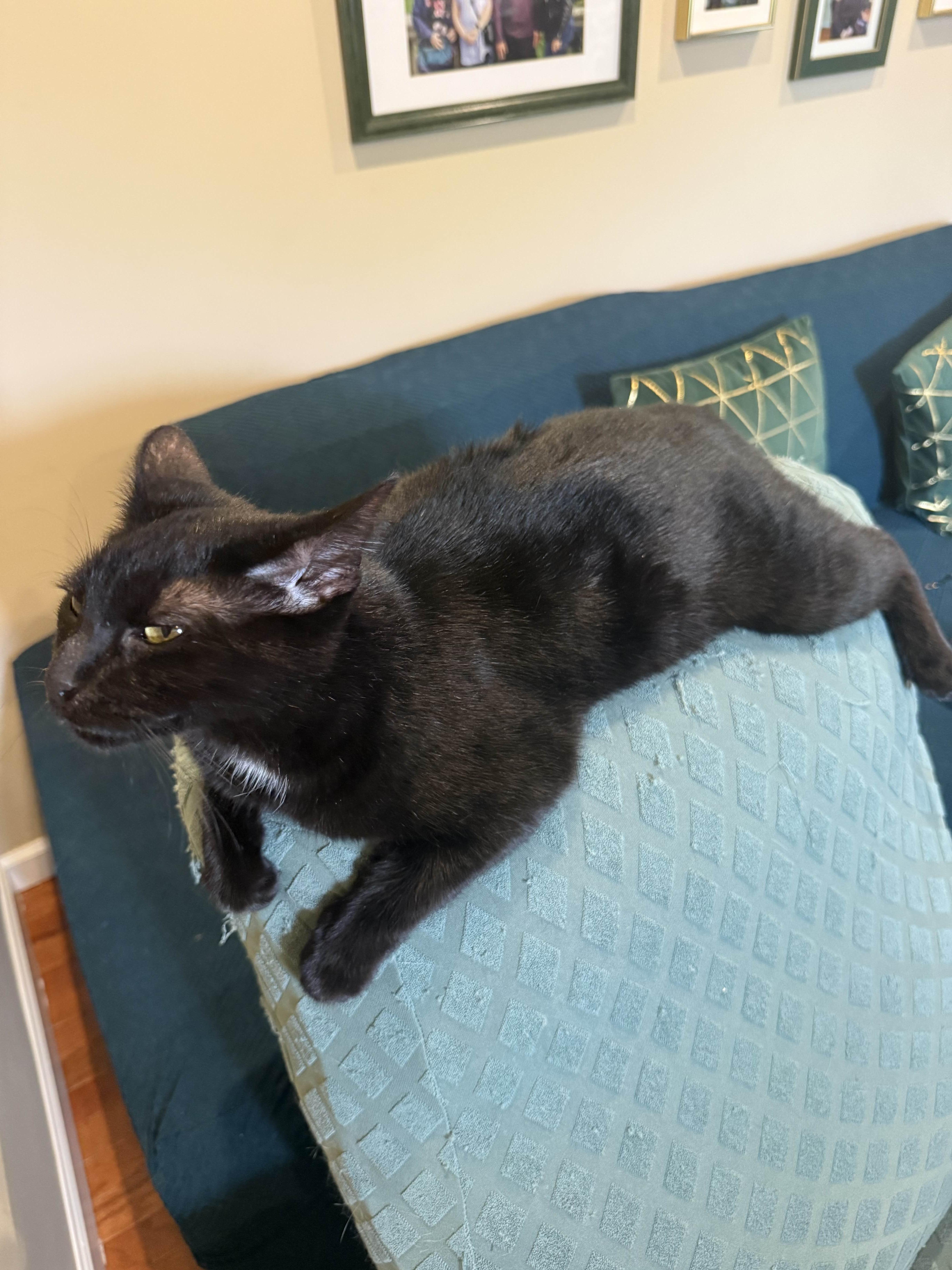 Enlarge Mopsie, a Adoptable Domestic Short Hair in Florham Park, NJ image 3/5