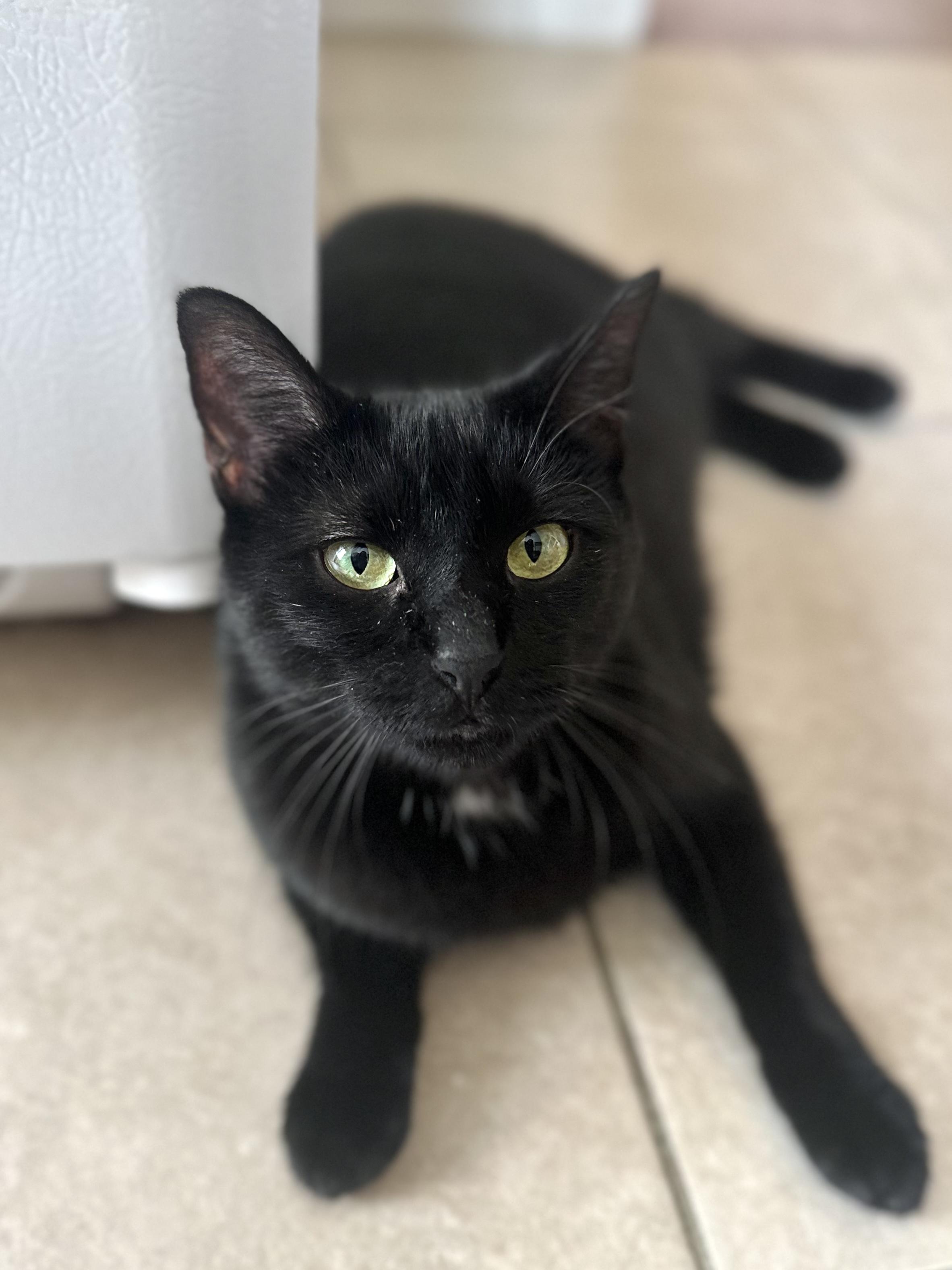 Mopsie, Adoptable, Adult Female Domestic Short Hair.