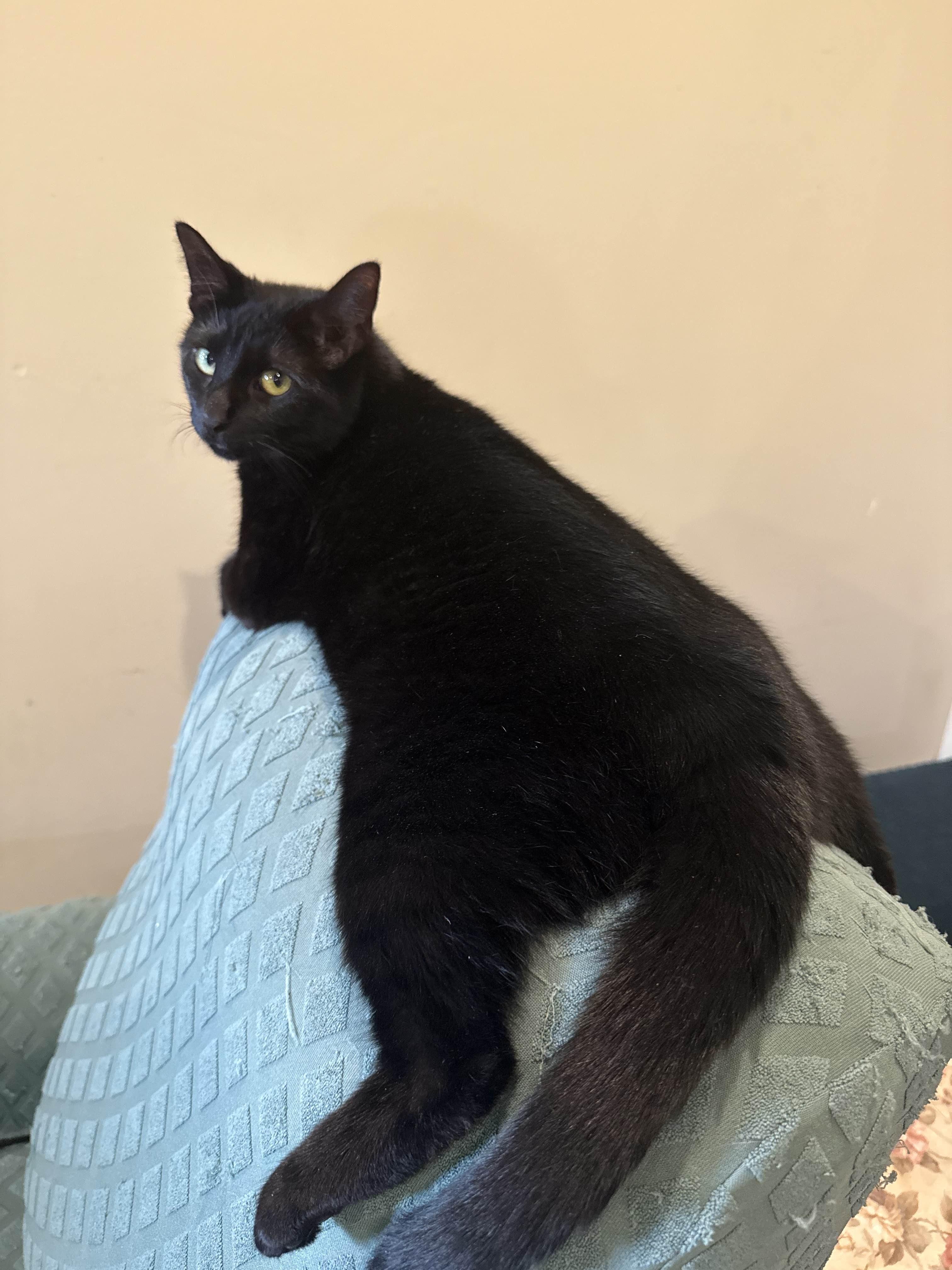 Enlarge Mopsie, a Adoptable Domestic Short Hair in Florham Park, NJ image 2/5